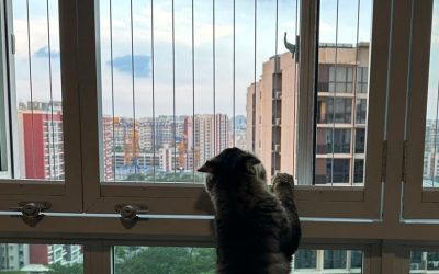 Keeping Your Cats Safe with Cat-Proof Windows and More